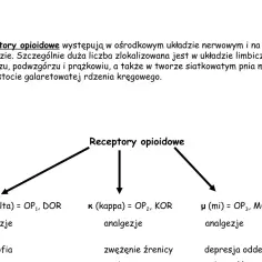 Schemat receptorów opioidowych, w tym tych aktywowanych przez **morfina**. Wskazuje na ich rolę w analgezji, dystrofii, zwężeniu źrenicy i depresji oddechowej.