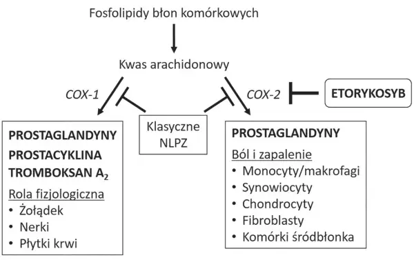 Etorykoksyb - Dawkowanie, wskazania i bezpieczeństwo stosowania