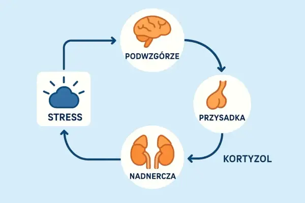 Badanie ACTH i kortyzol - Jak czytać wyniki?
